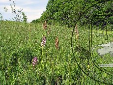 Ятрышник мелкоточечный 003